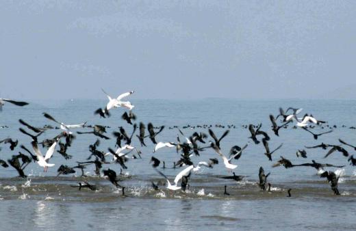 migratory-birds.jpg