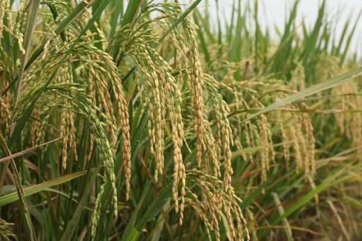 rice600x400.jpg