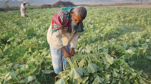 7-23-11-13-rupgonj_vegetable-field-11-copy.jpg