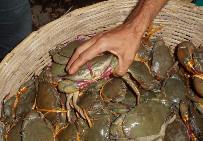 আড়তে মজুত সুন্দরবন এলাকার কাঁকড়া