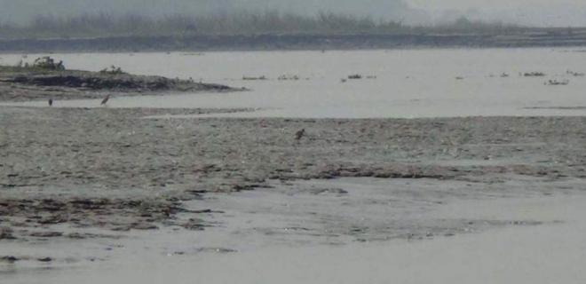 সুগন্ধা, বিষখালী ও গাবখান নদীর মোহনায় চর