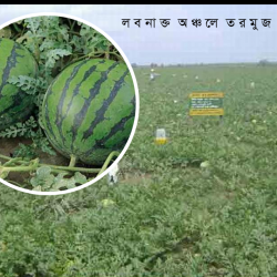 লবনাক্ত মাটিতে তরমুজের ভাল ফলন