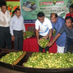 ঝালকাঠিতে অনুষ্ঠিত হল জমজমাট পেয়ারা মেলা