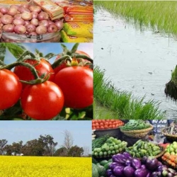 কৃষিতে সম্ভাবনাময় বরিশাল
