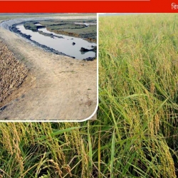 রিং বাঁধ রামনাবাদ পাড়ের চাষিদের ভাগ্য বদলে দিল