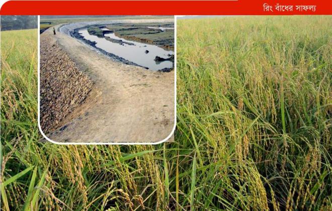 কলাপাড়ার রামনাবাদের তীরে আমনের বাম্পার ফলন