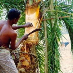 যুগের পরিবর্তনে বিলুপ্ত প্রায় খেজুর রস