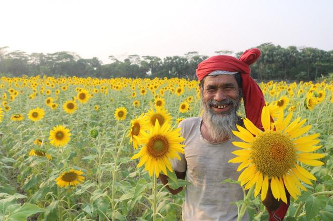 বরগুনায় বাণিজ্যিক সূর্যমুখী চাষে লাভবান কৃষক